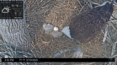 2025-03-19 21_31_01-Port Tobacco Eagle Cam - YouTube - Maxthon.png