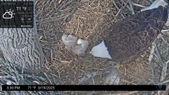 2025-03-19 21_31_25-Port Tobacco Eagle Cam - YouTube - Maxthon.png