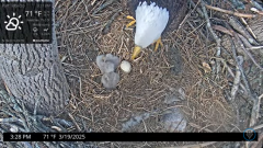 2025-03-19 21_31_31-Port Tobacco Eagle Cam - YouTube - Maxthon.png