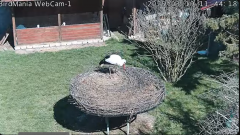 2025-03-19 21_50_18-BirdMania - WebCam-1 - YouTube - Maxthon.png