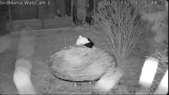2025-03-19 21_50_35-BirdMania - WebCam-1 - YouTube - Maxthon.png