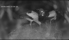 2025-03-20 11_21_46-Glattfelder Storchencam - YouTube - Maxthon.png