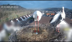 2025-03-20 11_22_08-Glattfelder Storchencam - YouTube - Maxthon.png