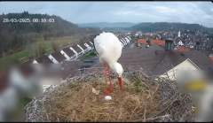 2025-03-20 11_22_12-Glattfelder Storchencam - YouTube - Maxthon.png