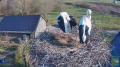 2025-03-20 19_47_00-livestream chimney stork Terwolde - YouTube - Maxthon.png