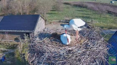 2025-03-20 19_47_14-livestream chimney stork Terwolde - YouTube - Maxthon.png