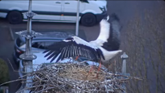 2025-03-20 20_27_45-Ooievaars IJsselstein - YouTube - Maxthon.png