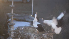 2025-03-20 20_30_27-Ooievaars IJsselstein - YouTube - Maxthon.png
