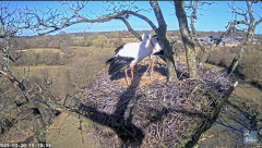 2025-03-20 20_40_04-Knepp White Stork nest camera - YouTube - Maxthon.png