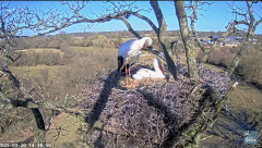 2025-03-20 20_39_13-Knepp White Stork nest camera - YouTube - Maxthon.png