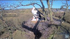 2025-03-20 20_39_36-Knepp White Stork nest camera - YouTube - Maxthon.png