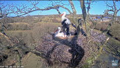 2025-03-20 20_39_54-Knepp White Stork nest camera - YouTube - Maxthon.png