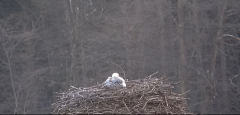 2025-03-20 11_17_11-Gnezdenje štorkelj - Olševek _ Stork nesting - Olševek - YouTube - Maxthon.png