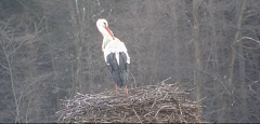 2025-03-20 11_17_26-Gnezdenje štorkelj - Olševek _ Stork nesting - Olševek - YouTube - Maxthon.png