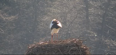 2025-03-20 11_18_13-Gnezdenje štorkelj - Olševek _ Stork nesting - Olševek - YouTube - Maxthon.png