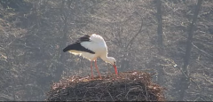 2025-03-20 11_18_32-Gnezdenje štorkelj - Olševek _ Stork nesting - Olševek - YouTube - Maxthon.png