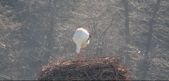 2025-03-20 11_18_38-Gnezdenje štorkelj - Olševek _ Stork nesting - Olševek - YouTube - Maxthon.png