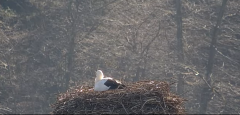 2025-03-20 11_18_46-Gnezdenje štorkelj - Olševek _ Stork nesting - Olševek - YouTube - Maxthon.png