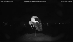 2025-03-21 21_59_09-bociany-online.pl - gniazdo - LIVE - YouTube - Maxthon.png