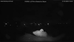 2025-03-21 21_59_15-bociany-online.pl - gniazdo - LIVE - YouTube - Maxthon.png