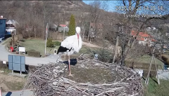 2025-03-22 23_50_32-Tyrawa Wołoska - gniazdo bocianie - YouTube - Maxthon.png
