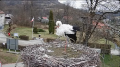 2025-03-23 11_35_47-Tyrawa Wołoska - gniazdo bocianie - YouTube - Maxthon.png