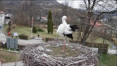 2025-03-23 11_36_03-Tyrawa Wołoska - gniazdo bocianie - YouTube - Maxthon.png
