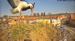 IMG_8988.jpeg