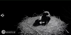 2025-03-23 21_28_15-Live fra Storkereden i Smedager _ tvSyd - Maxthon.png