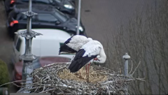 2025-03-23 21_33_20-Ooievaars IJsselstein - YouTube - Maxthon.png