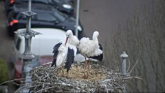 2025-03-23 21_33_34-Ooievaars IJsselstein - YouTube - Maxthon.png