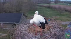 2025-03-23 21_38_04-livestream chimney stork Terwolde - YouTube - Maxthon.png