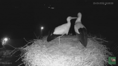 2025-03-23 21_38_14-livestream chimney stork Terwolde - YouTube - Maxthon.png