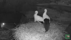 2025-03-23 21_38_23-livestream chimney stork Terwolde - YouTube - Maxthon.png
