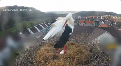 2025-03-23 21_49_24-Glattfelder Storchencam - YouTube - Maxthon.png