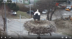 2025-03-24 12_10_00-Bociany Lesko - live stream - Maxthon.png
