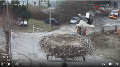 2025-03-24 12_10_11-Bociany Lesko - live stream - Maxthon.png