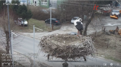 2025-03-24 12_10_13-Bociany Lesko - live stream - Maxthon.png
