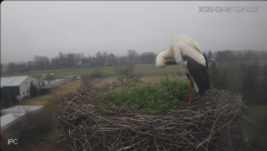 2025-03-24 13_35_00-Bociany - Raszków - YouTube - Maxthon.png