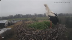 2025-03-24 13_35_11-Bociany - Raszków - YouTube - Maxthon.png