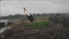 2025-03-24 13_35_15-Bociany - Raszków - YouTube - Maxthon.png