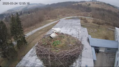 2025-03-24 14_03_28-[stimotion.pl] Bociany w Rzepedzi - YouTube - Maxthon.png