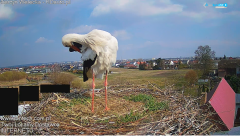 2025-03-24 13_32_38-Szczecin kamery na żywo Bociany Mierzyn - LanTech - Internet Szczecin - Maxthon.png
