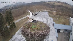 2025-03-24 14_16_12-[stimotion.pl] Bociany w Rzepedzi - YouTube - Maxthon.png