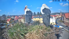 2025-03-24 20_18_25-Bociany Białe Polanów - gniazdo na żywo Sezon 2025 _ Pollnow White Stork - nest .png