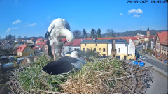 2025-03-24 20_18_29-Bociany Białe Polanów - gniazdo na żywo Sezon 2025 _ Pollnow White Stork - nest .png