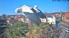 2025-03-24 20_18_35-Bociany Białe Polanów - gniazdo na żywo Sezon 2025 _ Pollnow White Stork - nest .png