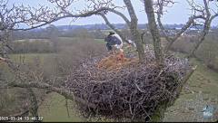 2025-03-24 22_54_37-Knepp White Stork nest camera - YouTube - Maxthon.png