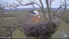 2025-03-24 22_54_46-Knepp White Stork nest camera - YouTube - Maxthon.png