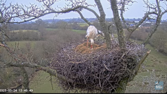 2025-03-24 22_54_58-Knepp White Stork nest camera - YouTube - Maxthon.png
